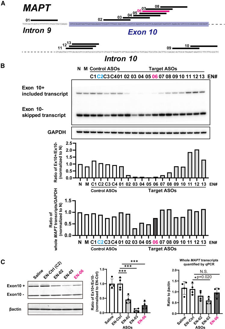 Design and screening of ENA-ASO candidates that target human MAPT exon 10(A) Schematic diagram of human MAPT exon 10 and the flanking intronic regions with the ENA-ASO annealing sites indicated by lines over the complementary sequence. EN-06 is shown in magenta. (B) RT-PCR screening of ASO-mediated MAPT exon 10 skipping. Upper panel: representative gel image. Middle panel: the ratio of exon 10-included transcripts to exon 10-skipped transcripts. Lower panel: the ratio of total MAPT gene transcripts (sum of exon 10-included transcripts and exon 10-skipped transcripts) to GAPDH. These data illustrate the effects of the 17 ASOs (13 target ASOs and four control ASOs) on the splicing of MAPT exon 10 in HEK293 cells. N: no transfection; M: mock transfection; Ex10+: exon 10-included transcripts; Ex10-: exon 10-skipped transcripts. (C) The effects of EN-02, EN-03, and EN-06 on MAPT exon 10 skipping at 4 to 6 weeks post-injection in the hippocampus. Single ICV injections of each ASO, control ASO (EN-Ctrl, equivalent to EN-C2), or saline were made into 6-week-old hTau mice (TAU KO; hT-PAC-N). Left panel: representative image of hippocampal RT-PCR showing MAPT exon 10-included and skipped bands and bands of β-actin as a loading control. Middle panel: the ratio of exon 10-included transcripts to exon 10-skipped transcripts. Right panel: total MAPT transcript levels measured by qPCR and normalized to β-actin levels. For each group n = 4, statistical differences were assessed via one-way ANOVA (∗p < 0.05, ∗∗∗p < 0.001). N.S. denotes not significant. Data are mean ± SD. Ex10+: exon 10-included transcripts; Ex10−: exon 10-skipped transcripts.