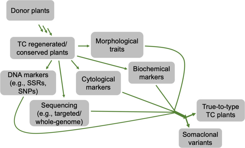 A flow chart depicting different approaches that can be used to determine the genetic stability of in vitro regenerated or conserved cannabis plants, compared to its donor counterparts.