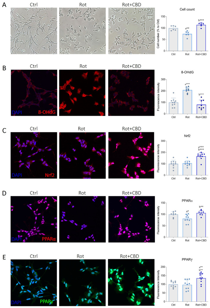 Effects of cannabidiol extracted from Cannabis sativa L. in a cellular model of Parkinson’s disease. (A) Bright field representative images and cell count of SH-SY5Y neuronal cell line. Differentiated cells were treated with vehicle (DMSO 0.001%, Ctrl) and rotenone (Rot, 0.1 μM) without or with cannabidiol (Rot + CBD, 1 μM). After 48 h, cells were fixed, and the images were captured. The graph represents the cell number for each experimental group (expressed as a percentage of the control) by analyzing six randomly selected fields. N = 6 biological replicates. (B–E) Immunofluorescence images and semi-quantitative analysis of (B) 8-OHdG (red), (C) Nrf2 (red), (D) PPARα (red), and (E) PPARγ (green) in SH-SY5Y cells treated as previously described. N = 8–10 independent experiments. DAPI was used to counterstain cell nuclei. Data are expressed as mean ± standard deviation (SD). The dots around the SD represent the different experimental values. Statistical analysis is carried out using one-way ANOVA tests and Tukey post hoc tests. Significance is indicated as follows: * p < 0.05; ** p < 0.01; *** p < 0.001. “a” indicates statistical significance vs. Ctrl group; “b” indicates statistical significance vs. Rot group.