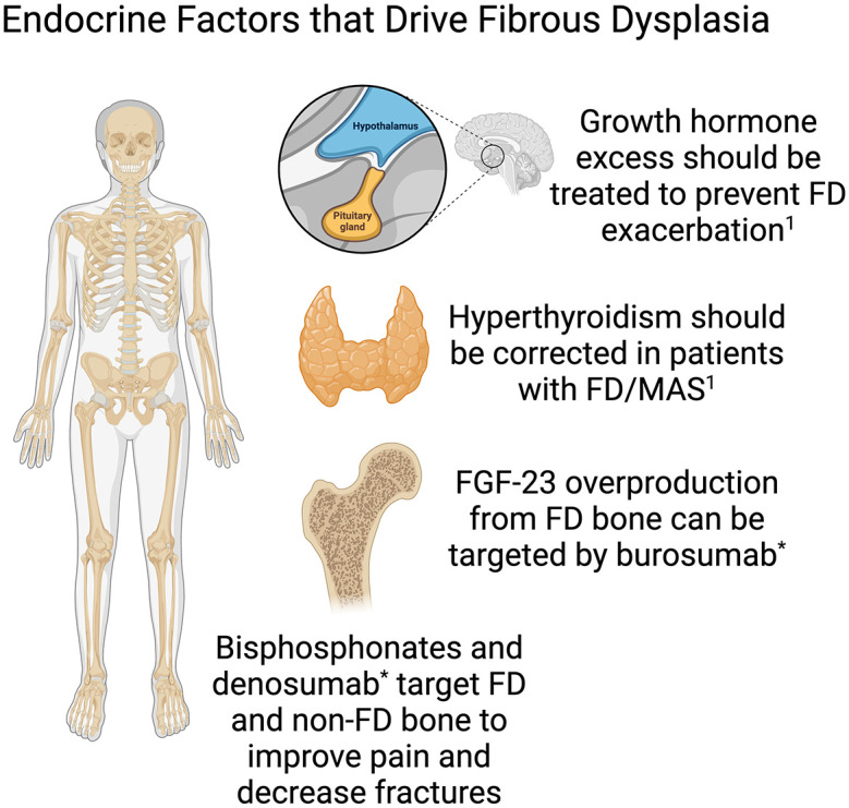 Hormone signaling in multiple organ systems have been found to impact FD lesion growth. Therapeutic strategies targeting these systems may be helpful in controlling FD.Source: Created with Biorender. 1 Javaid et al. 8 *Investigational use only not FDA approved for FD/MAS.FD, fibrous dysplasia; MAS, McCune–Albright Syndrome.