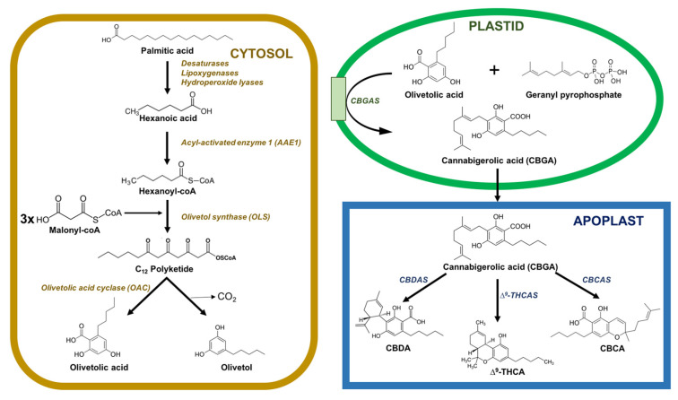 Subcellular distribution of enzymes catalyzing phytocannabinoid biosynthesis in C. sativa. Enzymes are located on the cytosol (yellow), plastids (green), or in the apoplastic space (blue). Abbreviations: CBCA, cannabichromenic acid; CBCAS, cannabichromenic acid synthase; CBDA, cannabidiolic acid; CBDAS, cannabidiolic acid synthase; CBGAS, cannabigerolic acid synthase; Δ9-THCA, Δ9-tetrahydrocannabinolic acid; Δ9-THCAS, Δ9-tetrahydrocannabinolic acid synthase.