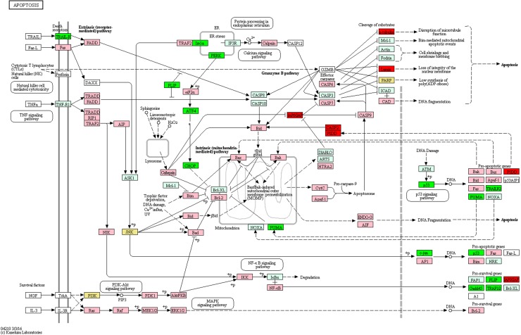Genetic pathways of genes differentially expressed in HCT 116 cells treated with F7+F3 versus control for apoptotic signaling pathways. Pathways determined according to KEGG (www.genome.jp/kegg/). Green boxes—significantly upregulated genes; red boxes—significantly downregulated genes (edgeR; more than twofold and padj <0.05). Light green boxes—nonsignificant upregulated genes; pink boxes—nonsignificant downregulated genes. Yellow boxes denote genes with multiple gene annotations that encompass both significantly upregulated and downregulated genes; light yellow boxes denote genes with multiple gene annotations that encompass both nonsignificant upregulated and nonsignificant downregulated genes.