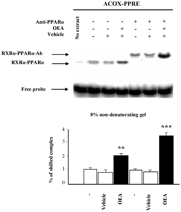 OEA induces ligand-dependent PPARα complex formation on DNA.The electrophoretic mobility shift assay (EMSA) was performed with hepatic nuclear extracts of rats treated with OEA and/or vehicle and [32P]-labeled rat acyl-CoA oxidase (ACOX)-response element (PPRE). For super-shift experiments, 1 μL of anti-PPARα antibody was added. Protein-DNA complexes (RXRα-PPARα and RXRα-PPARα-Ab) were separated from free probe on 8% non-denaturing polyacrylamide gels. Representative gels are shown. The first lane of each gel represents the probe alone as a negative control; all of the other lanes contained nuclear extract. The percentage of protein complexed with DNA was quantified after 6 determinations. The data are represented as the mean ± SEM and were analyzed by Student’s t test. **P<0.01 and ***P<0.001 compared to the vehicle group.
