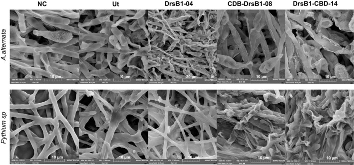 Electron microscopy images of Alternaria alternata (upper panel) and Pythium sp. (lower panel) hyphae treated with the recombinant proteins (50 μg/ml). Scale bars are indicated in µm for each image. Ut: non‐transgenic control line and NC: nontreated control
