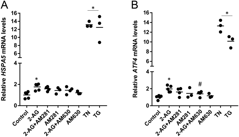 Evaluation of 2-AG effects in ER-stress markers by qRT-PCR analysis. BeWo cells were treated with 2-AG (10 μM) for 24 h. For the assessment of ER-stress dependency on cannabinoid signalling, cells were pre-incubated with the CB1 and CB2 antagonists AM281 and AM630, respectively. (A) 2-AG increased the transcript levels of BiP encoded by the HSPA5 gene in a CB-independent manner. (B) 2-AG increased the transcript levels of ATF4 through CB2 activation. This effect was reversed by the incubation with the antagonist AM630, indicating a CB2-dependency. Tunicamycin (TN) and thapsigargin (TG) were used as ER-stress inducers. Results show transcript levels normalised against GAPDH. Data are presented as the mean ± s.e.m. (*P < 0.05 vs control; #P < 0.05 vs 2-AG).