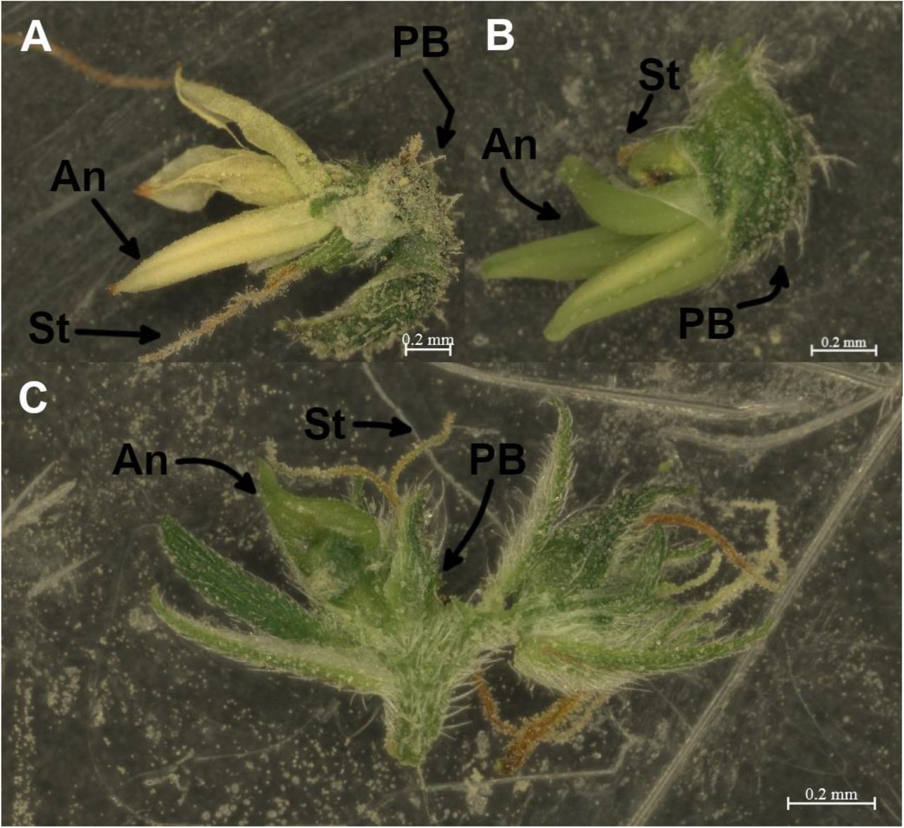Stereomicroscopic images of bisexual Cannabis sativa flowers. (A-B) Single cannabis flowers displaying both two Stigma (St) and four Anthers (An) emerging from a single Perigonal Bract (PB). (C) Inflorescences displaying both male and female flowers.