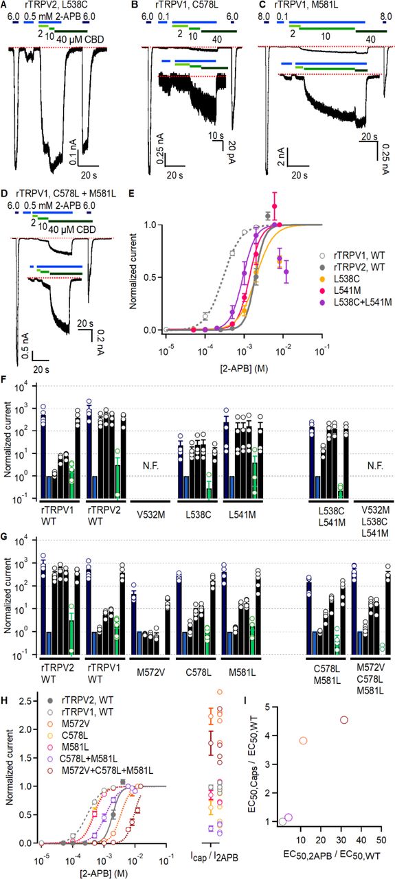 Effects of mutations at non-conserved residues at the CBD site on rTRPV1 and rTRPV2 channel sensitivity to agonists. (A-D) Representative gap-free whole-cell recordings at -80 mV obtained from cells expressing mutant rTRPV2 or rTRPV1 channels. Horizontal bars denote the time of exposure to 2-APB (blue bars, mM concentrations) or CBD (green bars, µM concentrations). The red dotted line denotes the zero-current level. The inserts on some panels show magnified views of a portion of the experiment. (E) Dose-response relations for activation by 2-APB for WT and mutant rTRPV2 channels, including also WT rTRPV1 for comparison. Data is shown as mean ± SEM and curves are fits to the Hill equation with parameters: WT rTRPV2, EC50 = 1.88 ± 0.15 mM, nH = 3.46 ± 0.14, n = 5; L538C, EC50 = 2.18 ± 0.84 mM, nH = 1.95 ± 0.51, n = 4; L541M, EC50 = 1.46 ± 0.17 mM, nH = 3.2 ± 0.57, n = 4; L538C+L541M, EC50 = 0.97 ± 0.18 mM, nH = 2.9 ± 0.24, n = 3. (F) Group data for experiments as in (A) or Figure 6A-C for WT or mutant rTRPV2 channels. Bars correspond to the steady-state current normalized by the non-sensitized response to a low concentration of 2-APB for each of the following experimental conditions: maximal 2-APB (I2APB,max, dark blue), non-sensitized response to a low concentration of 2-APB (I2APB, blue), sensitized response to 2-APB in the presence of three increasing concentrations of CBD (I2APB+CBD, black), response to 40 µM CBD alone (ICBD, green), response to maximal 2-APB after exposure to CBD (I2APB,max2, black). Data are shown as mean ± SEM or as data from individual cells (open circles) (WT rTRPV2, n = 4; L538C, n = 4; L541M, n = 4; L538C+L541M, n = 4). (G) Group data for experiments as in (B-D) or Figure 6 D-F for WT or mutant rTRPV1 channels, graphed as in (F). Data are shown as mean ± SEM or as data from individual cells (open circles) (WT rTRPV1, n = 5; M572V, n = 5; C578L, n = 5; M581L, n = 5; C578L+M581L, n = 5; M572V+C578L+M581L, n = 6). (H) Dose-response relations for activation by 2-APB for WT and mutant rTRPV1 channels. Data is shown as mean ± SEM and curves are fits to the Hill equation with parameters: WT rTRPV1, EC50 = 0.294 ± 0.023 mM, nH = 1.98 ± 0.16, n = 5; M572V, EC50 = 3.3 ± 0.2 mM, nH = 3.25 ± 0.17, n = 5; C578L, EC50 = 0.447 ± 0.047 mM, nH = 2.76 ± 0.23, n = 5; M581L, EC50 = 0.485 ± 0.036 mM, nH = 2.5 ± 0.14, n = 5; C578L+M581L, EC50 = 1.15 ± 0.14 mM, nH = 2.21 ± 0.1, n = 4; M572V+C578L+M581L, EC50 > 9.5 ± 0.5 mM, nH = 3.6 ± 0.3, n = 4. The left insert shows the current ratio between maximal activation by capsaicin or 2-APB (mean ± SEM, data from individual cells shown as empty circles). (I) Mean EC50 values for activation by capsaicin or 2-APB for select rTRPV1 channel mutants relative to WT channels, using the same color code for mutants as in (H). Dose-response relations for capsaicin (not shown) were fit to the Hill equation with parameters: WT, EC50 = 0.264 ± 0.036 µM, nH = 1.59 ± 0.10, n = 5; M572V, EC50 = 1.01 ± 0.26 µM, nH = 1.8 ± 0.08, n = 4; C578L+M581L, EC50 = 0.303 ± 0.027 µM, nH = 1.47 ± 0.11, n = 4; M572V+C578L+M581L, EC50 = 1.20 ± 0.13 µM, nH = 2.22 ± 0.07, n = 4. Figure 6 – source data 1. Excel file with group data from dose-response relations for capsaicin shown in Figure 6 – Fig. Supplement 1I.