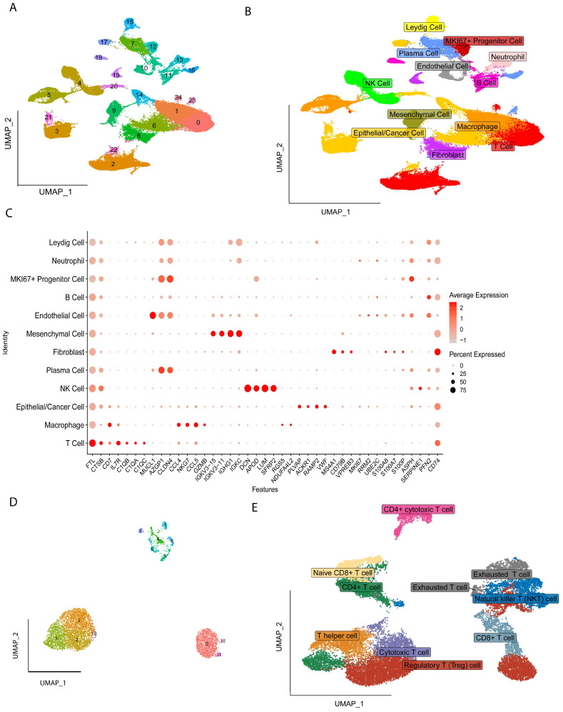 Single-cell analysis: Cell clusters and their markers were obtained by reduced-dimensional and clustering. (A) A total of 25 cell clusters were obtained after first-level classification. (B) A total of 12 cell types were obtained by marker gene annotation. (C) Expression levels of marker genes from 25 cell types. (D) A total of 13 cell clusters were identified after the second-level classification of T Regulatory cells. (E) Nine cell types were determined by marker gene annotation.