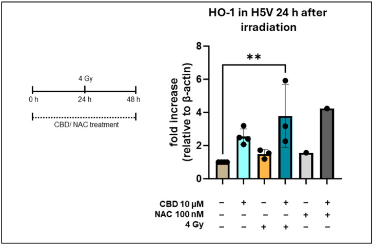 Heme oxygenase-1 (HO-1) levels in H5V including NAC treatment. Treatment schedule of HV5 cells treated with CBD/NAC for 48 h and an irradiation with 4 Gy after 24 h measured by western blot. Untreated (lane 1), treated with CBD for 48 h (lane 2), irradiated (4 Gy, 24 h after CBD treatment; lane 3), treated with CBD for 48 h and irradiation (4 Gy, 24 h after CBD treatment; lane 4), treated with NAC for 48 h (lane 5), treated with NAC and CBD for 48 h (lane 6). The fold increase relative to β-actin is from 1 to 4 independent experiments (n = 1–4); statistical analysis was not performed for lanes 5 and 6. Data are mean values ± SD; ** p < 0.01.