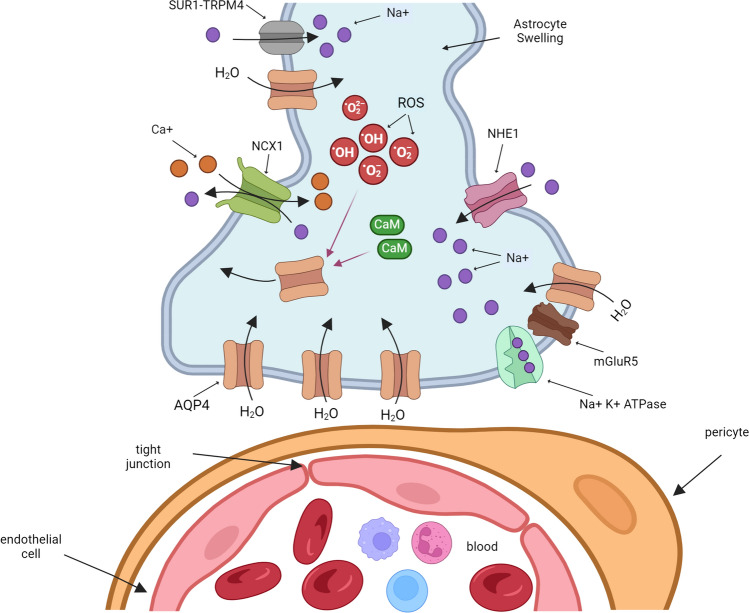 Molecular mechanism of edema formation in astrocytes endfeet. During the brain injury, the depletion of ATP leads to Na+/K+-ATPase failure and sodium intracellular accumulation. The glutamate receptor mGluR5 increases the Na+ and K+ influx. Intracellular acidosis increases the activity of the Na+/HCO3− transporter family (NBC) and the Na+/H+ exchanger NHE1. SUR1-TRPM4 and the NCX1 Na+/Ca+ stimulate Ca+ influx. Increases in intracellular Ca+ and oxidative stress stimulate AQP4 translocation and facilitate water influx and astrocyte swelling