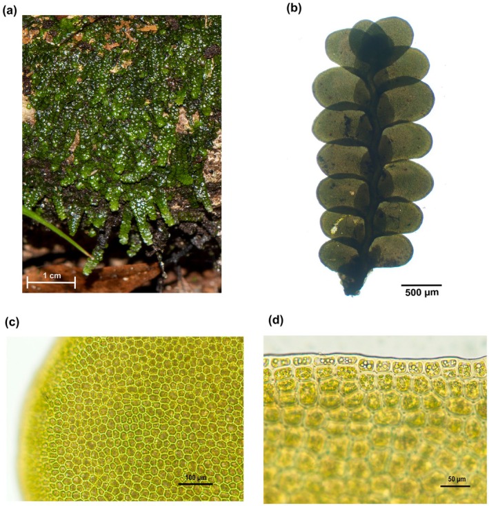 Wild population of Radula marginata at collection site S1 (Fig. 3) (a) and light microscopy images of R. marginata (b–d). Ventral views of a whole branch (b). Lobe medial cells (c) and margin cells (d), where variation in oil body morphology and cell wall thickness can be seen. Bars: (a) 1 cm; (b) 500 μm; (c) 100 μm; (d) 50 μm.