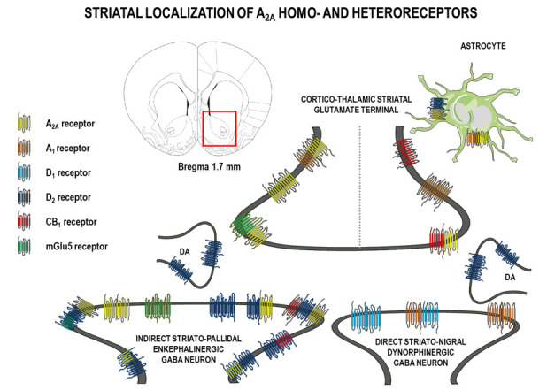 Schematic diagram showing the neuronal and astrocytic localization of adenosine (A)2A homo-, heterodimer, and oligomer complexes with dopamine (D), cannabinoid (CB), and metabotropic glutamate receptors (mGlu) on glutamatergic input from the cortex and thalamus and dopaminergic (DA) input from the ventral tegmental area and both enkephalinstriato–pallidal and dynorfinstriato-nigral gamma-aminobutyric acid (GABA) neurons in the rat striatum. To simplify, cholinergic interneurons are not included.
