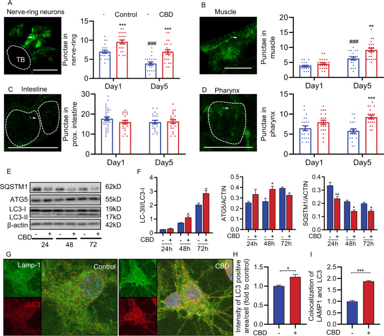 CBD induces autophagy in C. elegans and neuronal cells. A Adult transgenic animals expressing rgef-1p::gfp::lgg-1, imaged at day 1 and day 5 of adulthood at 20 ℃. GFP::LGG-1 punctae were counted in control and CBD animals on day 1 and day 5 of adulthood in nerve-ring neurons (day 1: control, n = 21; CBD, n = 23; day 5: control, n = 20; CBD, n = 21 animals). B–D Adult transgenic animals expressing lgg-1p::gfp::lgg-1, imaged at day 1 and day 5 of adulthood at 20 ℃. GFP::LGG-1 punctae were counted in control and CBD animals on day 1 and day 5 of adulthood in body-wall muscle (day 1: control, n = 21; CBD, n = 23; day 5: control, n = 20; CBD, n = 23), intestinal cells (day 1: control, n = 34; CBD, n = 21; day 5: control, n = 22; CBD, n = 22 animals), and terminal pharyngeal bulb (day 1: control, n = 21; CBD, n = 21; day 5: control, n = 20; CBD, n = 20 animals). Values are mean ± SEM. *Compared with control group; #Compared with control group in day 1. **p ≤ 0.01, *** p ≤ 0.001, ### p ≤ 0.001 by unpaired t test. TB, terminal bulb. Scale bar = 25 µm. E Western blot analysis results showing LC3-II:LC3-I ratio, and SQSTM1 and ATG5 levels normalized to actin in neuroblastoma SH-SY5Y cells at the indicated time of CBD treatment. F The Western blot analysis results of LC3-II:LC3-I ratio and SQSTM1 and ATG5 levels normalized to actin in SH-SY5Y cells treated with or without CBD (n = 3 biological replicates). *Compared with control group. *p ≤ 0.05, **p ≤ 0.01 by unpaired t test. G Immunofluorescence double-labeled staining for co-localization of LC3 with LAMP1 treated with or without CBD for 48 h in primary hippocampal neurons (green: LAMP1, red: LC3). Cell nucleus was stained with DAPI (blue). Rapamycin was used as a positive control. Scale bar = 25 µm. H Quantification of intensity of LC3 positive area as observed in the immunofluorescence images. n > 10 cells per group. I Quantification of co-localization of LC3 and LAMP1 observed in the immunofluorescence images. n > 10 cells per group. Values are mean ± SEM. *p ≤ 0.05, *** p ≤ 0.001 by unpaired t test