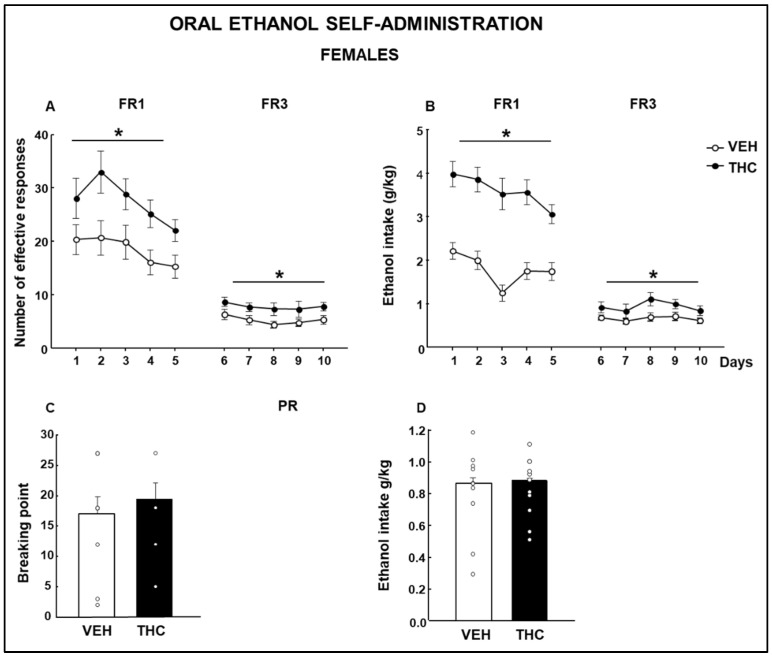 Oral ethanol self-administration evaluation in male mice perinatally exposed to dronabinol (THC) or its vehicle (VEH). Number of effective responses during the fixed ratio 1 (FR1) and fixed ratio 3 (FR3) stages (A). Ethanol intake is expressed as g/kg during the FR1 and FR3 stages (B). A breaking point was achieved, and ethanol intake was taken during the progressive ratio stage (C and D, respectively). * represents values from THC-treated mice that are significantly different (A,B, two-way RM ANOVA, p < 0.05) from those of the VEH-treated group.
