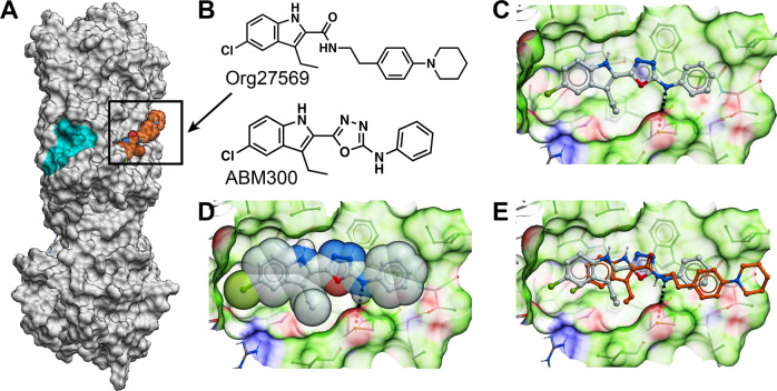 Molecular structure and docking model of ABM300 bound to CB1R.a Overall structure of CB1R (PDB code: 6kqi) with bound Org275 (orange). The pregnenolone allosteric-binding site is highlighted in cyan [60], b Molecular structures of ABM300 and Org275. c Overall model showing ABM300 and surrounding side-chains. d Space filling representation showing that ABM300 occupies optimally the negative allosteric modulator-binding pocket. e ABM300 superimposed with the crystal structure of Org275 (orange) bound to CB1R (PDB code: 6kqi). The molecular surface of CB1R is color-coded based on binding properties. Green: hydrophobic. Red: hydrogen-bond acceptor. Blue: hydrogen-bond donor.