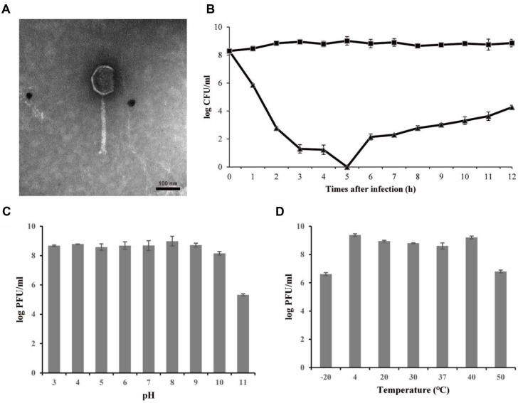 Morphological and biological characterization of bacteriophage BCP01.(A) Transmission electron micrograph of bacteriophage BCP01. Scale bar, 100 nm. (B) Bacterial challenge assay of BCP01 against B. cereus ATCC 14579 at a multiplicity of infection (MOI) of 10. Triangles ( ▲ ), BCP01-infected samples; squares ( ■ ), non-BCP01-infected samples. (C) pH stability of BCP01 determined using B. cereus ATCC 14579 as the indicator strain. (D) Temperature stability of BCP01 determined using B. cereus ATCC 14579 as the indicator strain.