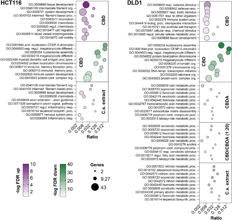 Bubble plot of the top 10 upregulated and downregulated Gene Ontology terms for biological processes. This figure presents the top 10 significantly upregulated (magenta) and downregulated (green) Gene Ontology (GO) terms for biological processes in HCT116 and DLD1 cells after treatment with 10 μM of either CBD, CBDA, CBD/CBDA (1:20), or C.s. extract. Each bubble represents a GO term, with the position on the x-axis indicating the ratio of regulated genes to the total number of genes associated with that term. The color intensity reflects the significance level based on the FDR, where darker colors denote more significant changes. Bubble size corresponds to the number of genes involved in each GO term. Data are grouped by cell line (HCT116, left; DLD1, right) and treatment condition (indicated on the right side of each panel)
