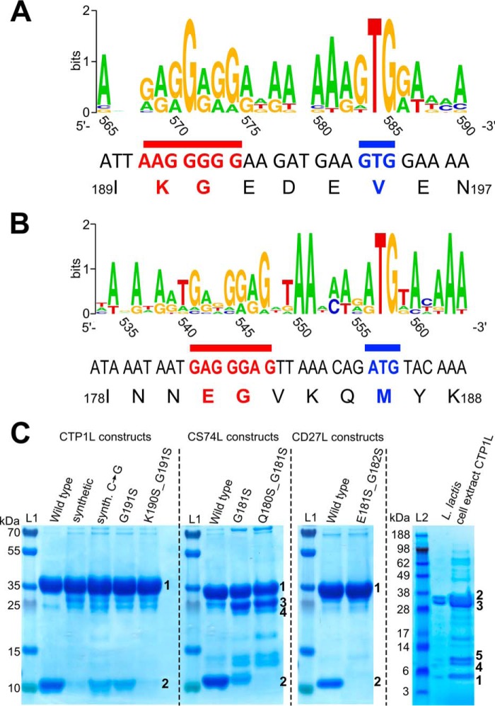 A, sequence logo created with Weblogo (49) showing the linker region of CTP1L with nucleotides numbered according to the CTP1L nucleotide sequence based on a sequence alignment of CTP1L-related lysins as presented by Dunne et al. (16). The Shine-Dalgarno region is underlined in red, and the start codon is underlined in blue. B, sequence logo showing the linker region of CD27L with nucleotides numbered according to the CD27L nucleotide sequence. The Shine-Dalgarno region is underlined in red, and the start codon is underlined in blue. C, SDS-PAGE shows the effect of mutations in the ribosomal binding site of endolysins CTP1L, CD27L, and CS74L on the expression of the truncated CBD. The wild-type protein produced from the wild-type bacteriophage nucleotide sequence is compared with a codon-optimized (synthetic) gene for CTP1L. A silent mutation of CTP1L is shown (Synth C → G), which restores the RBS region from the codon-optimized gene sequence to the wild-type sequence. Mutants of the glycine (GGG) that forms part of the RBS in CTP1L and CS74L to serine (TCT) do not abolish expression, but the RBSKO mutations (K190S/G191S for CTP1L, E180S/G181S for CS74L, and E181S/G182S for CD27L) reduce expression of the truncated domain drastically. Lane L, marker. Bands marked as 1 have been identified as full-length protein; bands marked as 2 have been identified to contain an N-terminal methionine and are the product of secondary translation. Bands marked with 3 and 4 occur in CS74L constructs where the secondary translation site has been compromised, and these bands have been identified by peptide fingerprinting as degradation products of full-length CS74L. The far right panel shows pooled concentrated eluates of N-terminally His-tagged CTP1L expressed in L. lactis. Excision of bands and analysis by tryptic digest and MALDI-ToF-MS showed that this band 1 contained 100% of the peptides expected from the translation product of the alternative start site (Met-195) with no incidence of Val-195. The larger bands (2 and 3) contained peptides of the full-length sequence, including Val-195, whereas bands 4 and 5 both contained peptides matching the secondary translation product in addition to selected peptides from the full-length lysin sequence.