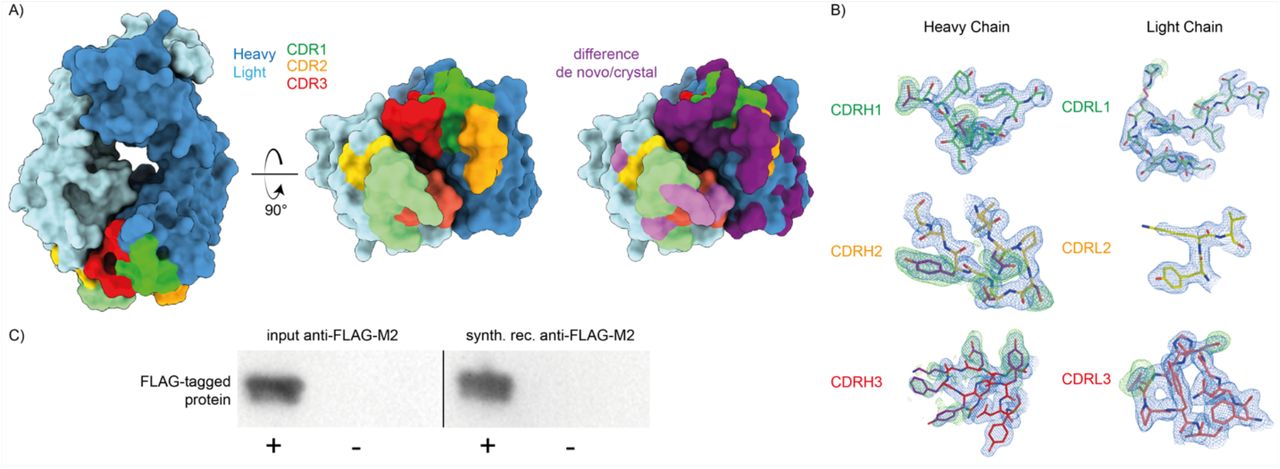Validation of the MS-based anti-FLAG™-M2 sequence. A) the previously published crystal structure of the anti-FLAG™-M2 FAb was remodeled with the experimentally determined sequence, shown in surface rendering with CDRs and differential residues highlighted in colors. B) 2Fo-Fc electron density of the new refined map contoured at 1 RMSD is shown in blue and Fo-Fc positive difference density of the original deposited map contoured at 1.7 RMSD in green around the CDR loops of the heavy and light chains. Differential residues between the published crystal structure and the model based on our antibody sequencing are indicated in purple. C) Western blot validation of the synthetic recombinant anti-FLAG™-M2 antibody produced with the experimentally determined sequence demonstrate equivalent FLAG™-tag binding compared to commercial anti-FLAG™-M2 (see also Figure S3).