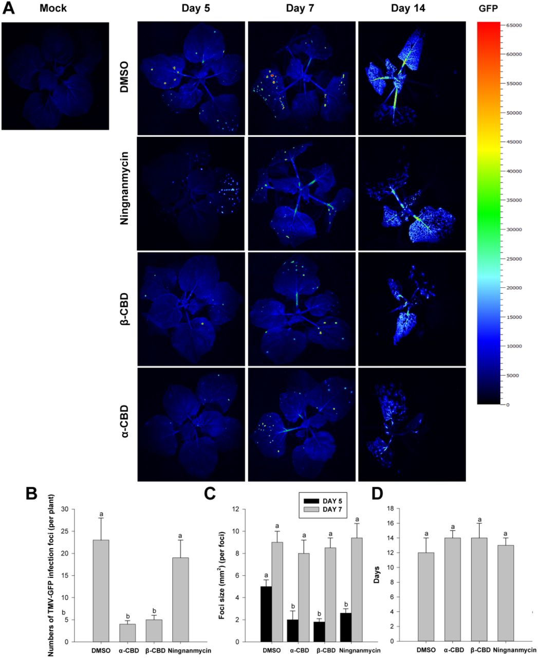 CBDs enhance N. benthamiana’ resistance against TMV. DMSO, Ningnanmycin, α-CBD and β-CBD pretreated plants were inoculated on the third leaf from top with TMV-GFP; (A) Fluorescent optical imaging of systemic TMV-GFP multiplication in different treatments was taken under UV light at 5, 7 and 14 days post-inoculation (dpi); (B) Numbers of infection foci on inoculated leaves; (C) TMV-GFP multiplication was quantified in the treated plants by calculating the foci size per foci; (D) The mean time for TMV-GFP moving to apical leaves in each treatment.Statistical significance was tested by the Kruskal–Wallis test and significantly different groups are indicated by different letters for each time point (P< 0.05). The data were the mean ± SD of three replicates (at least 20 plants per replicate). Similar results were obtained in three independent repeats of the experiment.