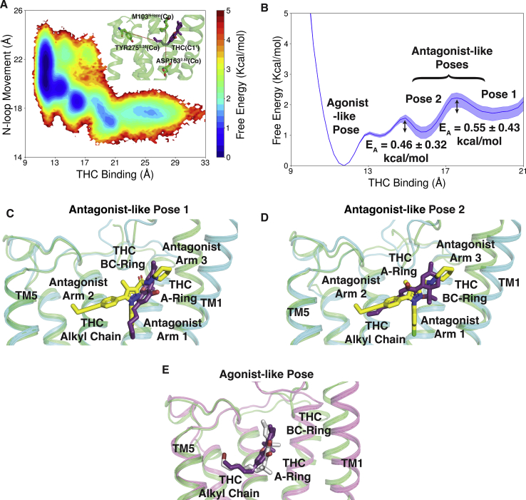 Distinct stabilized poses of THC inside binding pocket of CB1.A, MSM weighted free energy landscape to capture THC binding and N-loop upward motion. THC binding distance is measured between THC-C1' and TYR2755.39-Cα (TM5) and N-loop upward motion is measured between MET103N−loop-Cα (N-loop) and ASP1632.50-Cα (TM2). B, one-dimensional free energy diagram depicting stabilized binding position of THC and activation barrier between them. C and D, superposition of inactive (PDB ID: 5TGZ (17), color: cyan) structure of CB1 and MD snapshots from antagonist-like pose 1 (C) and 2 (D). E, superposition of active (PDB ID: 5XRA (18), color: pink) structure of CB1 and MD snapshot from agonist-like pose. MD snapshots are shown in green color. Agonist (AM11542 (18)), partial agonist (THC) and antagonist (AM6538 (17)) are represented as sticks with silver, violet, and yellow color respectively. TM6 and TM7 are not shown in the cartoon representation for better visualization of ligand poses. MD, molecular dynamic; MSM, Markov state model; THC, tetrahydrocannabinol.