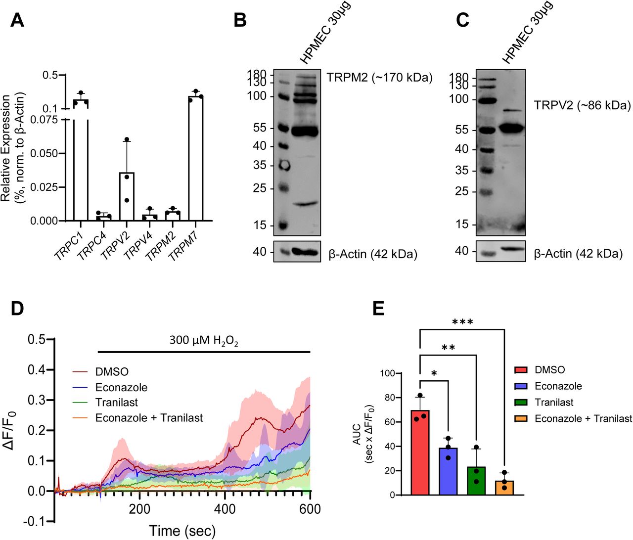 TRPM2 and TRPV2 mediate H2O2-induced Ca2+ influx in HPMECs.(A) TRP gene expression results, as detected by qRT-PCR, normalized to β-actin. Data reflect mean values + SD from 3 independent donors (n = 3). TRPM2 (B) and TRPV2 (C) proteins were detected in HPMEC lysates by Western blot. (D) Mean ΔF/F0 traces of HPMEC monolayer Ca2+ influx following H2O2 exposure (300 µM) in the presence and absence of the TRPM2 and TRPV2 inhibitors, econazole (10 µM) and tranilast (50 µM). Data represent the mean ± SD from one experiment, 35-50 cells/treatment group. This experiment was performed three times in HPMECs from a single donor at different passage numbers (n = 3), and the area under the curve (AUC) of each mean ΔF/F0 Ca2+ trace was quantified (E), with bars reflecting the mean + SEM. Significance between means was analyzed using a one-way ANOVA, with Tukey post hoc test; * p < 0.05, ** p < 0.01, *** p < 0.001.
