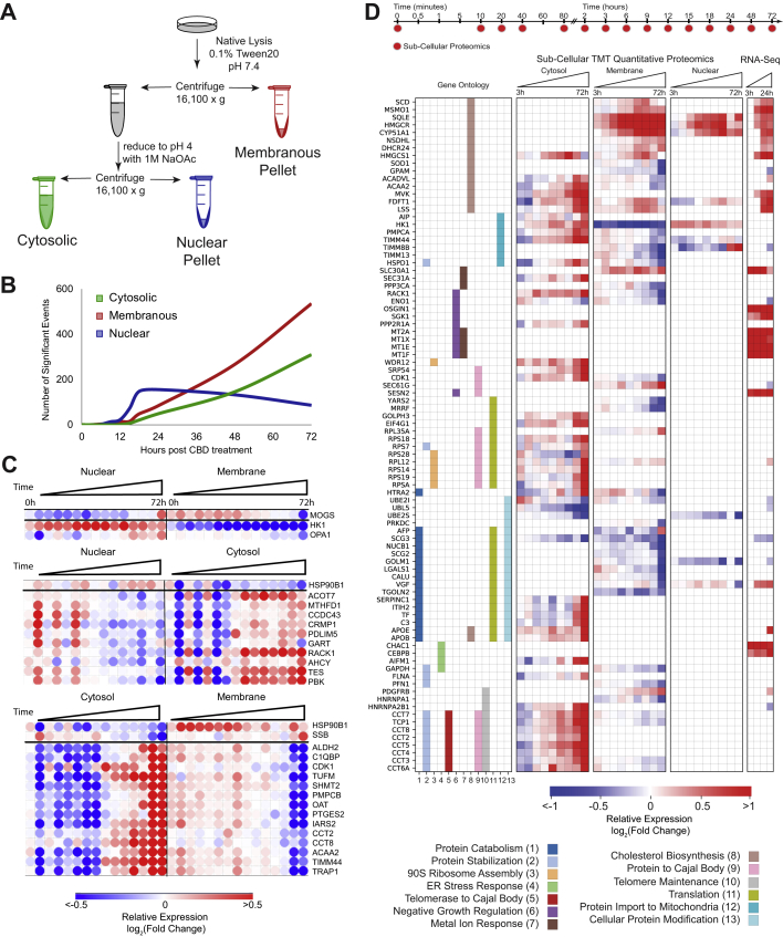 CBD treatment upregulates cholesterol biosynthesis enzymes and translocation of metabolic proteins.A, compositionally distinct subcellular proteomic fractions were fractionated by differential centrifugation and pH. The “cytosolic” fraction is enriched in soluble protein, the “nuclear” fraction is enriched in insoluble subnuclear compartments: condensed chromosome, spindles, spliceosomal complex, and so on, and the “membrane” fraction is enriched in membrane- and mitochondrial-related proteins. (supplemental Fig. S3, C and E). B, frequency of significantly changing proteomic events over time. C, anticorrelated proteins between proteomic fractions over time. PCA dimensionality reduction was used to decrease the impact of noisy signal contribution. Correlation between fractions, r < −0.8 was required. A large proportion of proteins listed previously are known to compartmentalize in the mitochondria indicating protein shuttling or mitochondrial detachment/attachment (supplemental Fig. S3F). D, proteins and mRNA transcripts that change significantly with CBD and map to the indicated Gene Ontology annotations that showed significant enrichment of differential proteins (see the Experimental procedures section). CBD, cannabidiol; PCA, principal component analysis.