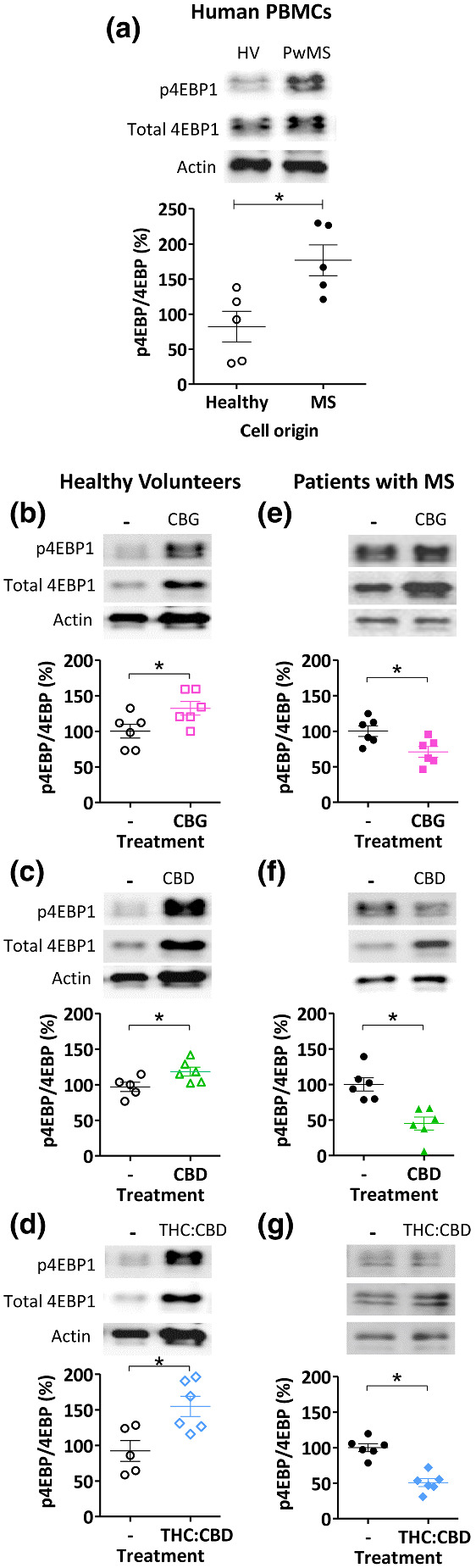 Phytocannabinoids differentially regulate mTORC1 activity in primary human peripheral blood mononuclear cells (PBMCs) from healthy individuals and pwMS. (a) To examine the therapeutic relevance of mTORC1 activity as a target for CBD and CBG, p4EBP1 levels as a proportion of total 4EBP1 were measured in each treatment, with actin as control, in PBMCs derived from healthy individuals and pwMS. PBMCs isolated from pwMS were found to have a significantly higher ratio of phosphorylated 4EBP1 to total 4EBP1. (b–d) mTORC1 activity in PBMCs isolated from healthy individuals following 24‐h treatment with CBG (100 nM) or CBD (100 nM) or a combination of THC and CBD (20 nM:17 nM, respectively) was measured by western blot analysis using p4EBP1 as a proportion of total 4EBP1 in each treatment, using actin as control, showing significant increase in mTORC1 activity following phytocannabinoid treatment (n = 6). (e–g) A similar analysis of PBMC cells originating from pwMS showing significant decrease in mTORC1 activity following phytocannabinoid treatment (n = 6). (a–i) Data were not distributed according to Shapiro–Wilk's test; therefore, a Mann–Whitney test was carried out to test for significance, *p ≤ 0.05. Graphs show mean ± SEM
