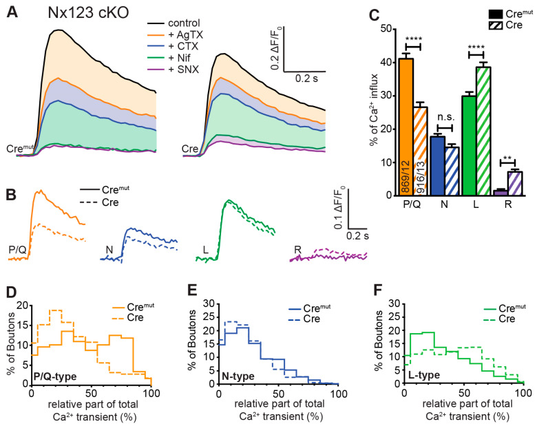 Deletion of all Nx variants decreased presynaptic Ca2+ influx primarily via P/Q-type VGCCs. Pharmacologically isolated VGCC subtype contribution to the Ca2+ influx measured during single-AP stimulation in Nx123 cKO neurons with synGCaMP7b by sequential addition of specific blockers: ω-agatoxin IVA (AgTX, 0.1 μM; P/Q-type); ω-conotoxin GVIA (CTX, 2 μM; N-type); nifedipine (Nif, 20 μM; L-type); SNX-482 (SNX, 0.5 μM; R-type). (A) Averaged traces of control neurons (Cremut, 12 cells/869 boutons, left) and neurons lacking all neurexin variants (Cre, 13/916, right); colors indicate traces after subsequent application of subtype-specific blockers as depicted. Thus, the area in dimmed colors above the traces indicates the amount of Ca2+ influx sensitive to the given blocker. (B) Ca2+ transients that reflect Ca2+ influx through the given VGCC subtypes are isolated by subtraction from the traces in A, comparing Nx123 cKO Cremut (continuous lines) and Nx123 cKO Cre (dashed lines). (C) Mean ± SEM of relative VGCC subtype contribution (% of control) calculated for each bouton (ROI, relative to total Ca2+ influx) in Nx123 cKO neurons. The number of examined boutons/cells is shown in the P/Q columns and applies to all VGCC subtypes. Columns were compared with Kruskal-Wallis test, n.s.: p > 0.05, **: p < 0.01, ****: p < 0.0001. (D) Each presynaptic bouton’s P/Q-type contribution was determined, and the spreading is depicted in a histogram that contrasts the distribution of Nx123 cKO neurons with and without Nxs. The data show that without Nxs, the number of boutons with more than 50% P/Q-type Ca2+ influx is almost lost (Cremut, 584/12; Cre, 501/13). The same analysis is shown in (E) for the N-type and (F) for the L-type portion in individual boutons.