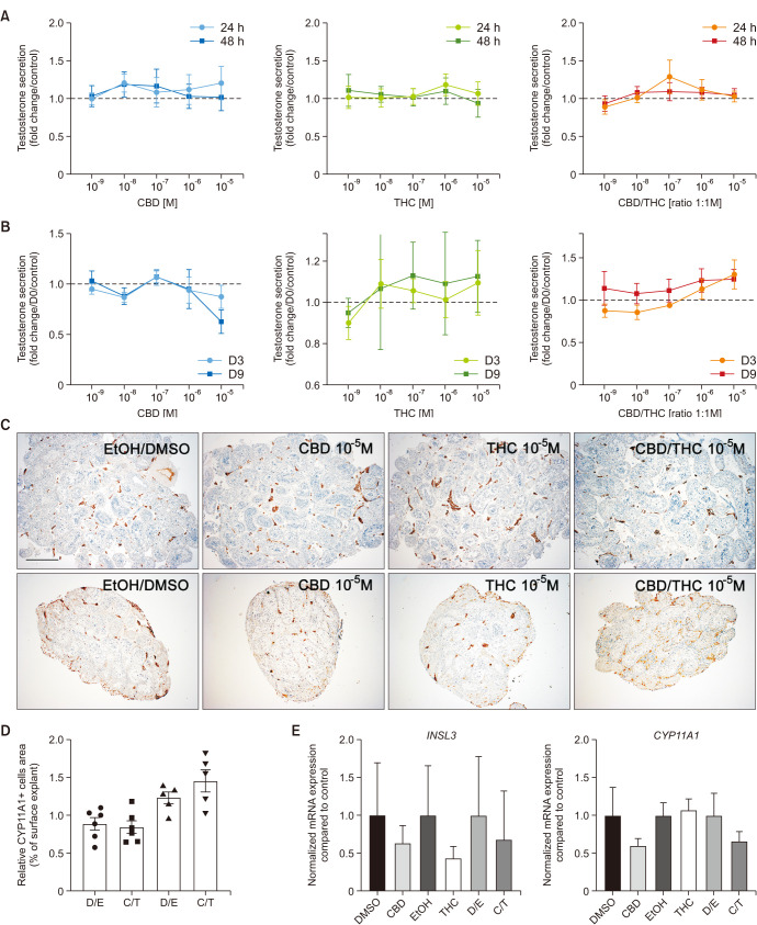 CBD and THC, alone or in a mixture, do not affect the secretion of testosterone by human testis in organotypic culture. Amount of testosterone in the supernatants of human adult testis explants cultured for 24 or 48 hours (A) and 3 or 9 days (B) in presence of CBD (in blue), THC (in green), and CBD/THC (in orange) at 10-9 to 10-5 M. There was no significant difference (i.e., p>0.05) among the groups by ANOVA followed by Holm–Sidak test (parametric data) or Kruskal–Wallis test followed by Dunn multiple comparisons test (nonparametric data). Data presented as mean±SEM divided by their respective controls. Testosterone released by testis explants from 8 donors for the short-term culture and 5 donors for the longer-term culture. (C) Immunostaining using an anti-CYP11A1 antibody on histological sections of whole explants cultured for 48 hours or 9 days in the presence of CBD, THC, or CBD/THC (1:1 ratio) at 10-5 M. Pictures showed are representative of minimum 3 independent experiments performed on 6 donors for the short-term and 5 longer-term culture. Bar=500 µm. (D) Relative Leydig cell area estimated by relating the surface occupied by the CYP11A1 positive Leydig cells on the total surface of 6–8 randomly selected histological explant sections from CBD/THC at 10-5 (C/T) and DMSO/EtOH (D/E) after 48 hours (n=6) or 9 days (n=5) of culture. Data presented as percentage of section occupied by CYP11A1 positive Leydig cells±SEM. No significant difference (i.e., p>0.05) among the groups by Mann–Whitney test. (E) RT-qPCR analysis using testis explants cultured for 48 hours in the presence of CBD, THC, or CBD/THC (1:1 ratio) at 10-5 M. The effect of the treatments was investigated on INSL3 and CYP11A1 gene expression. No significant difference (i.e., p>0.05) among the groups by ANOVA followed by Holm–Sidak test. Presented data are normalized on 2 reference genes (RPLP0 and RSP20) and control condition (as mean±SEM). CBD: cannabidiol, CYP19A1: cytochrome P450 family 19 subfamily a member 1, DMSO: dimethylsulfoxide, EtOH: ethanol, INSL3: insulin like 3, THC: Δ9-tetrahydrocannabinol.