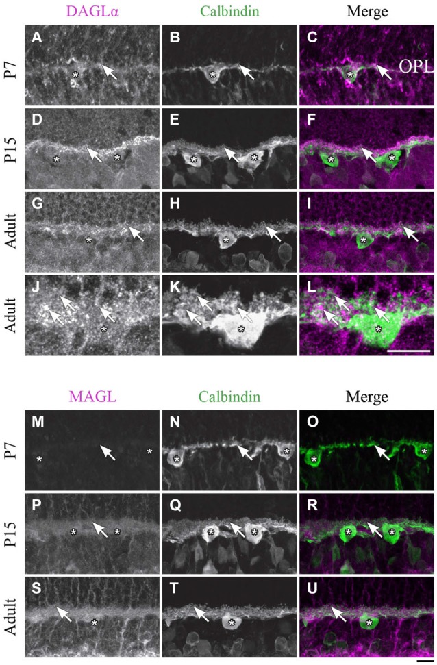 DAGLα and MAGL immunoreactivity in horizontal cells. (A–U) confocal micrographs of P7, P15 and adult rat retinas co-immunolabeled for DAGLα (A–L) or MAGL (M–U) and the cell-type specific marker for horizontal cells, calbindin. DAGLα is present in the dendritic terminals (arrows) but not in the cell bodies of the horizontal cells (stars). MAGL is not detectable in any part of the horizontal cells. OPL, outer plexiform layer. Scale bar = 10 µm.