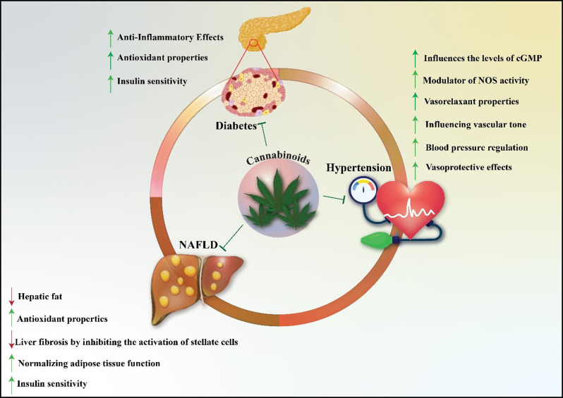 Therapeutic effects of CBD in metabolic disorders. CBD demonstrates multiple beneficial effects across three conditions: (Zhou et al. 2023) In diabetes, CBD enhances insulin sensitivity while providing antioxidant and anti-inflammatory properties; (Castillo et al. 2010) In hypertension, CBD exhibits vasoprotective effects through modulation of vascular tone, blood pressure regulation, vasorelaxation, NOS activity regulation, and cGMP level modification; (Gorelick et al. 2022) In NAFLD, CBD promotes metabolic health by normalizing adipose tissue function, increasing insulin sensitivity, and providing antioxidant effects, while reducing liver fibrosis through stellate cell inhibition and decreasing hepatic fat accumulation