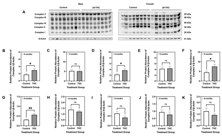 Gestational exposure to Δ9-tetrahydrocannabinol (Δ9-THC) leads to increased complexes I, III and V of the electron transport chain in male offspring at six months of age. (A) Representative western immunoblots illustrating hepatic expression of complexes I–V of the electron transport chain in male and female offspring at six months of age. Protein abundances of each enzyme for male offspring (B–F) and female offspring (G–K) were normalized to β-Actin ± SEM (n = 7–8/group). All protein abundances were analyzed using a two-tailed unpaired Student’s t-test. * Significant difference (p < 0.05), ** significant difference (p < 0.01).