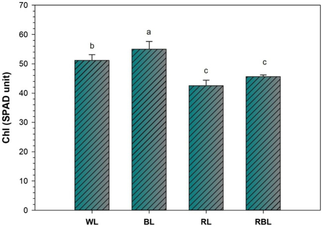 Effects of differential light quality on SPAD (Soil Plant Analysis Development) value of industrial hemp grown under different color light-emitting diodes. Bars indicated the mean ± SD (n = 3). Different letters on bars indicated significant difference between treatments at p ≤ 0.05. Different abbreviations used in the figure are as follows: WL, white light LED (control); BL, blue light LED, RL, red light LED; RBL, 50% red and 50% blue Light LED.