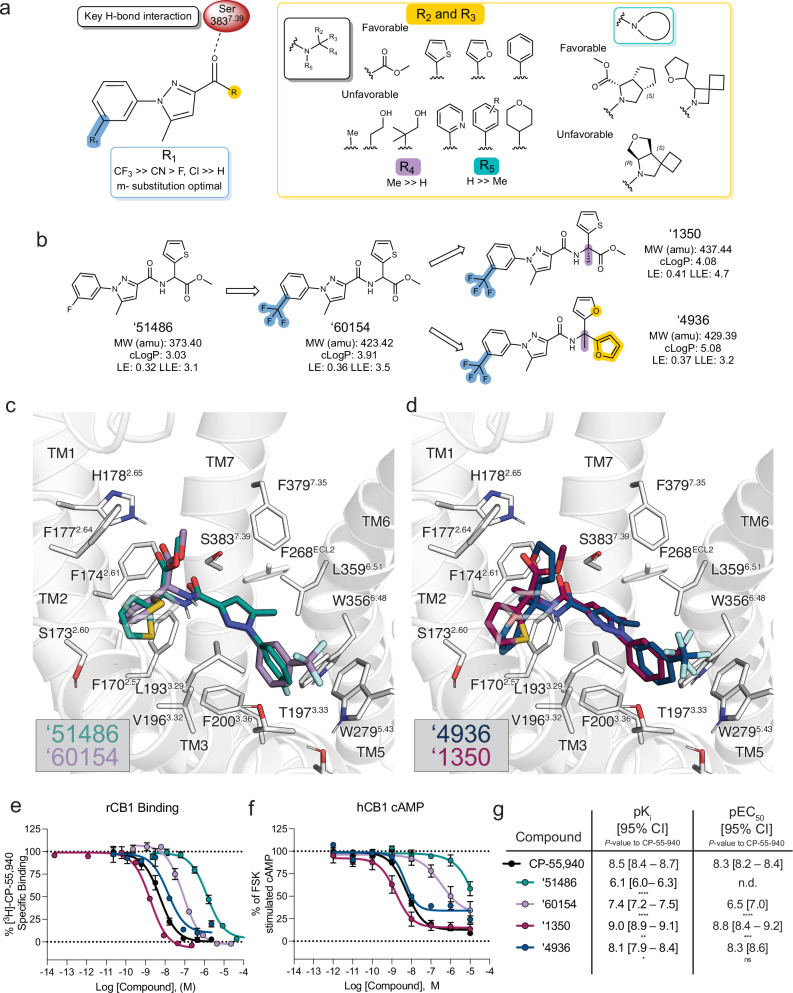 Structure-activity relationships and optimization of ‘51486 to ‘1350 and ‘4936.a Pharmacophore model based on the structure-activity relationships discovered via analoging ‘51486. b 2D structures and properties of the docking hit ‘51486 and most potent analogs. c Docking predicted pose of ‘51486 (teal) and ‘60154 (purple). d Docking predicted pose of ‘1350 (maroon) and ‘4936 (navy). e–g Binding affinity to rodent CB1R (rCB1) or functional cAMP inhibition to human CB1R (hCB1) by the ‘51486 analog series compared to CP-55,940. One-way ANOVA statistical significance of individual pKi (e; F (6, 13) = 152.2, P < 0.0001) or pEC50 (f; F (3, 19) = 154.9, P < 0.0001). Comparisons to CP-55,940 after correction with Dunnett’s test of multiple hypotheses are depicted in the table. pKi: CP-55,940 vs. ‘51486 and ‘60154: P < 0.0001; vs. ‘1350: P = 0.007; vs. ‘4936: P = 0.04. pEC50: CP-55,940 vs. ‘60154: P < 0.0001; vs. ‘1350: P = 0.0001; vs. ‘4936: P = 0.96. Data in e & f represent mean ± SEM from two or three independent experiments run in technical triplicate, respectively. ns = not significant, *P < 0.05, **P < 0.01, ****P < 0.001.