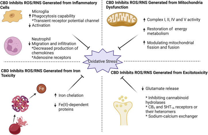 CBD effectively counteracts oxidative stress by targeting four key aspects: mitochondrial dysfunction, excitotoxicity, iron toxicity, and inflammatory cells. CBD enhances mitochondrial respiratory chain complex activity, restores mitochondrial energy metabolism, and modulates mitochondrial fission and fusion. For excitotoxicity, CBD inhibits glutamate release, probably by (i) inhibition of cannabinoid hydrolases activity (ii) direct action on CB2 and 5HT1A receptors or their heteromers, and (iii) action on sodium-calcium exchangers to reduce calcium inward flow. CBD can chelate iron ions and thus exhibit an inhibitory effect on iron-dependent proteins. When it comes to inflammatory cells, CBD effectively suppresses microglia activation while enhancing their phagocytic capacity through transient receptor potential channel. Additionally, CBD reduces neutrophil infiltration, potentially by targeting chemokine and adenosine receptors.
