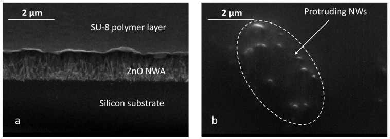 SEM images of SU-8 spin-coated on a ZnO NWA: (a) inclined view on the edge of a ZnO NWA with an SU-8 layer on top; (b) top view of the SU-8-layer spin-coated on the NWA with protruding NWs.