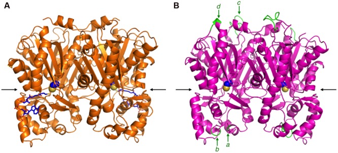 The overall structures of M. sativa CHS2 and R. dauricum ORS. (A) The crystal structure of M. sativa CHS2 in complex with CoA (PDB: 1BQ6). The CoA molecule is depicted as blue sticks. (B) The model structure of ORS. The active site Cys164 in both enzymes is represented by a CPK model. The arrows indicate active site entrances. The inserted peptide sequences a–d in ORS are colored green and indicated by arrows.