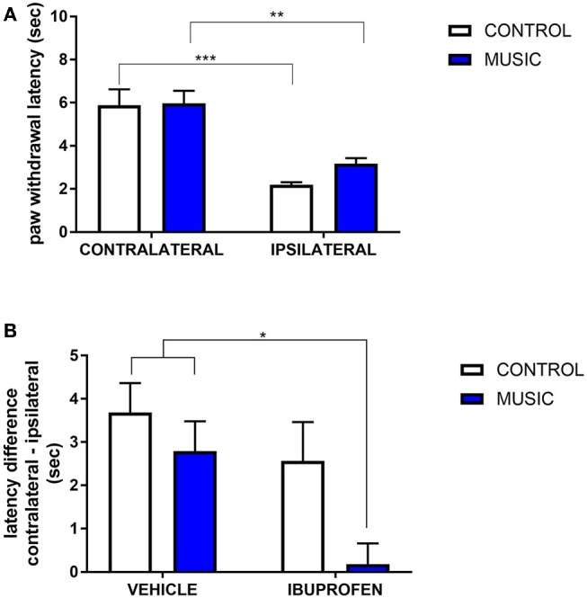 Analgesic effects of music-based intervention in the carrageenan model of inflammatory pain in CD-1 mice. (A)—effects of 21-day exposure to the Mozart playlist (MUSIC–blue; CONTROL–white) on paw withdrawal latency. Carrageenan-injected (ipsilateral paws) show thermal hyperalgesia (reduced withdrawal latency) in comparison to non-injected (contralateral) paws. (B)—effects of music (MUSIC–blue; CONTROL–white) on activity of ibuprofen following i.p. administration. Ibuprofen was administered at a dose of 25 mg/kg, 30 min prior to testing. Hyperalgesia was observed in animals exposed to control conditions whereas music-exposed and ibuprofen-treated animals show a normalized response to thermal stimulation (reduction of hyperalgesia). N = 5–8 per group. *P < 0.05, **P < 0.01, ***P < 0.001. Data were analyzed using a two-way ANOVA followed by a Bonferroni post-hoc test.
