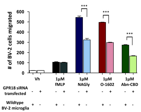 Cell migration induced by NAGly, O-1602, Abn-CBD in wildtype BV-2 microglia (lefthand bars) and siRNA transfected BV-2 microglia (righthand bars). Cell migration in response to Vh (0.1% DMSO); 1 μM fMLP; 1 μM NAGly; 1 μM O-1602; 1 μM Abn-CBD in Normal BV-2 microglia and GFP+ GPR18 siRNA transfected BV-2 microglia. n = 3; *** = P < 0.001, one-way ANOVA.
