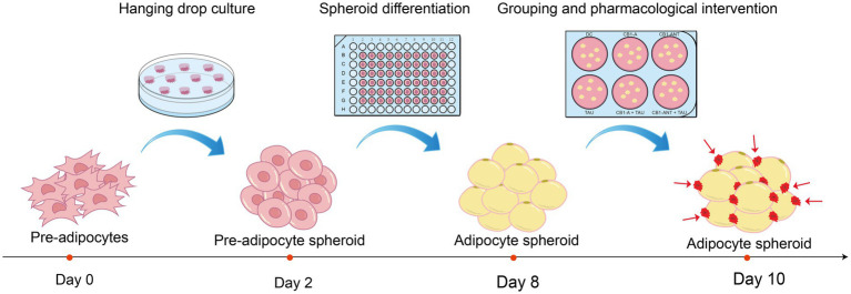 Diagram illustrating a timeline of pre-adipocyte to adipocyte spheroid differentiation over ten days, showing hanging drop culture, spheroid differentiation in a multi-well plate, pharmacological intervention step, and grouping into experimental conditions.
