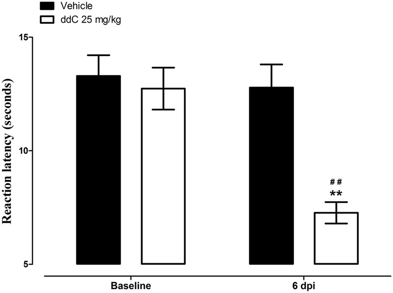 2′,3′-Dideoxycytidine (ddC)-induced thermal hyperalgesia in female BALB/c mice. Reaction latency of mice before treatment and at day 6 post-injection (6 dpi) of ddC in a hot plate test. Each bar represents the mean ± SEM of values obtained from 18 animals. ∗∗p < 0.01 compared to drug vehicle at the same day after treatment (two-way repeated measures ANOVA followed by Bonferroni’s Multiple Comparison Test) and ##p < 0.01 compared to pretreatment baseline values (Student’s t-test).