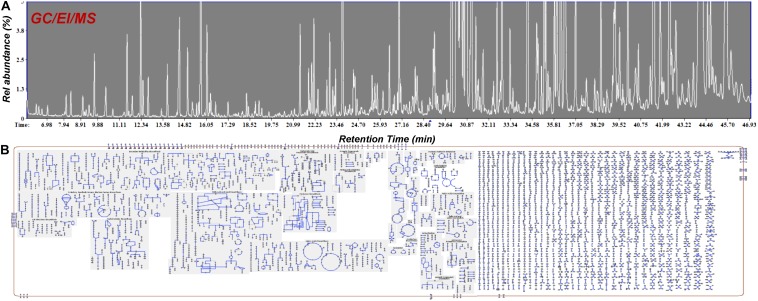 GC/EI/MS (A) total ion chromatograms of Cannabis sativa L. var Finola flower extracts. Approximately 220 metabolite features were discovered and (B) Cellular overview of the metabolite composition of Cannabis using the Plantcyc tools (Karp et al., 2009; Caspi et al., 2015).