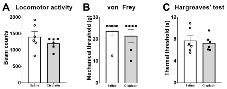 Behavioural analysis 4 days after treatment with saline (n = 6) or a single dose of cisplatin (i.p., 5 mg/kg; n = 6) in male Wistar rats. Locomotor activity in beam counts/30 min (A), mechanical tactile sensitivity measured by von Frey filaments as mechanical threshold (grams) (B), and heat tactile sensitivity measured by Hargreaves’ test as thermal threshold (seconds) (C). Data are expressed as Mean ± SEM of saline- vs. cisplatin-treated animals. Statistical significance set at p < 0.05.