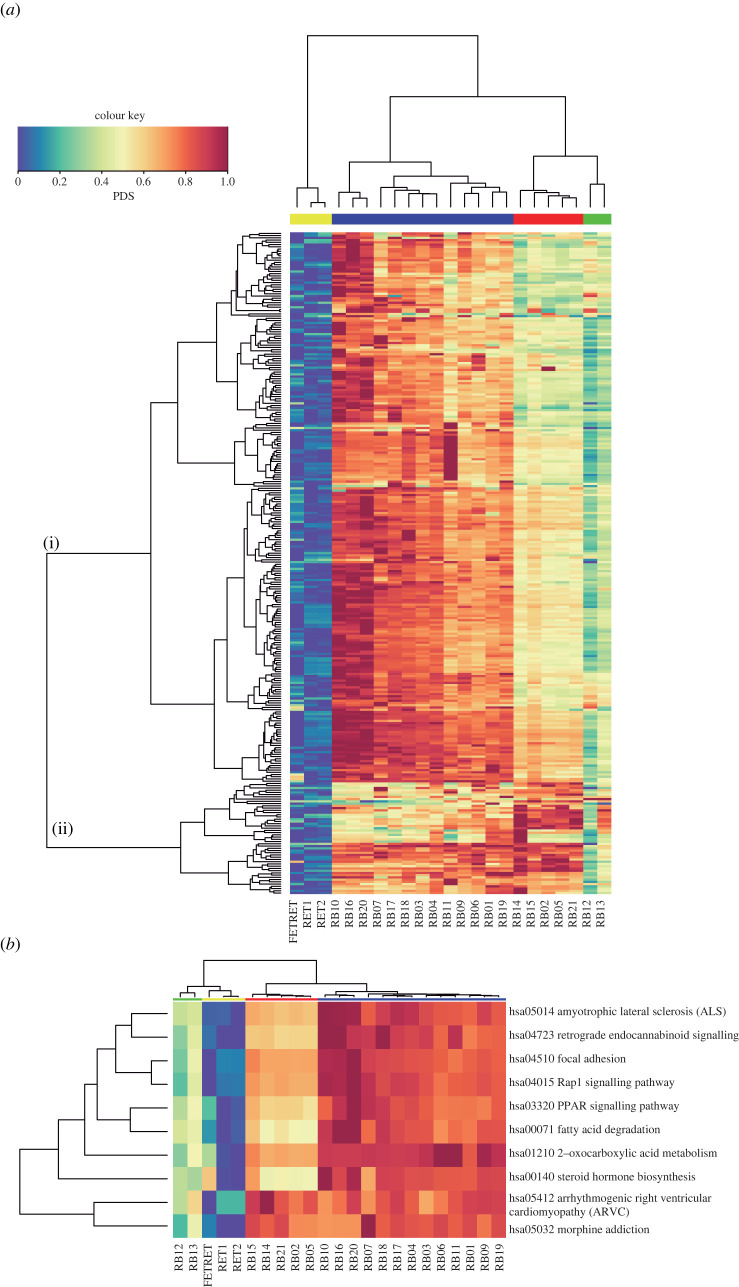 Deregulated pathways in Rb. (a) The heatmap indicates the PDS for each pathway for each Rb subgroup sample and normal retina sample. Rows represent 296 molecular pathways and columns correspond to individual samples. Pathways are grouped into two high-level clusters: a larger cluster composed of 246 pathways (i) and a small cluster composed of 50 pathways (ii). (b) The heatmap shows the top 10 most deregulated pathways; i.e. pathways with the highest median PDS z-score value. The column-colour key corresponds to sample colour code (same as in figure 1).