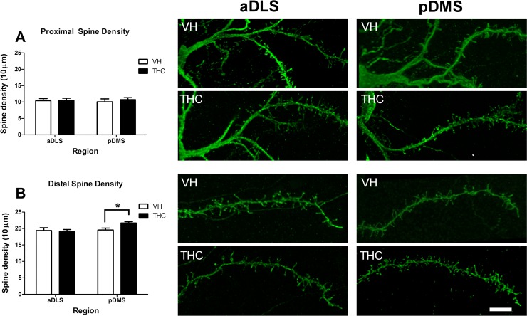 Dendritic spine density in proximal and distal compartments.The picture illustrates dendritic spine densities in the proximal (A), and distal (B) parts for VH- and THC-treated animals (n = 8 per group) in aDLS and pDMS MSN dendrites. Proximal (top) and distal (bottom) dendrite images in each region and condition are shown. An increase in the number of spines in THC compared to the VH mice in the distal part of the dendrite in the pDMS can be observed. Bar represents 5 μm. Data is presented as the mean ± s.e.m.; *p <0.05.