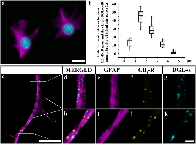 Cultured spinal astrocytes express CB1-Rs, and DGLα in close proximity to each other. (a) Micrograph of a single 1 µm thick laser scanning confocal optical section illustrating cells immunostained with GFAP (magenta) in primary cell culture of spinal astrocytes. (The DAPI stained cell nuclei appear in cyan). (b) Box-plot histogram showing the distribution of distances between CB1-R immunoreactive spots and the closest DGLα immunoreactive spots that were recovered within the confines of GFAP immunoreactive cultured astrocytes. (c–k) Micrographs of a single 1 µm thick laser scanning confocal optical section illustrating the co-localization between immunolabeling for GFAP (a marker for astrocytes, magenta; c,e,i), CB1-R (yellow; c,f,j) and DGLα (cyan; c,g,k) in a process of a cultured spinal astrocyte. (d–k) Enlarged segments of a GFAP immunoreactive astrocytic process (c) are illustrated. Puncta immunoreactive for CB1-R and DGLα are located within the confines of the glial process stained for GFAP. They appear in mixed colors in the merged images (c,d,h). Note that CB1-R and DGLα immunoreactive spots are located close to each other within the confines of GFAP immunolabelled cultured astrocyte. Scale bars: 10 µm (a), 5 µm (c), 1 µm (d–k).