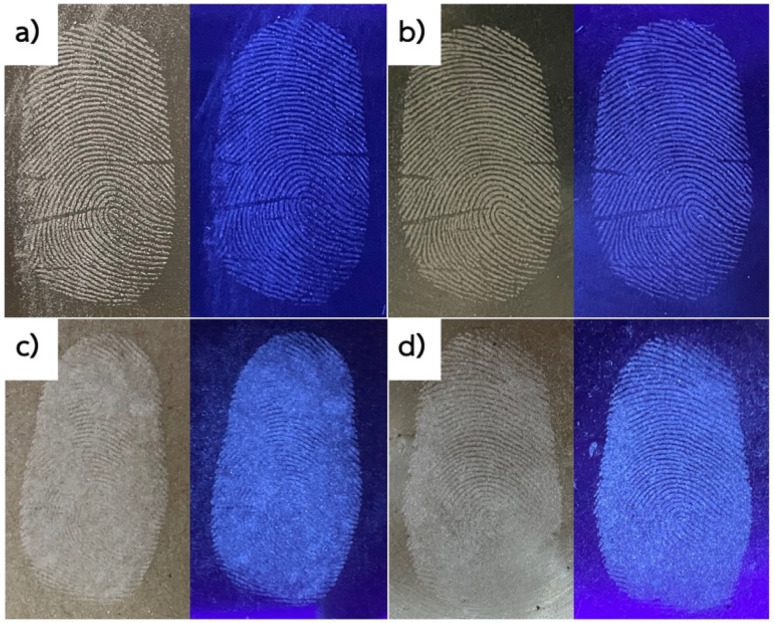 Photographs of latent fingerprint (LFP) detection using different fluorescent powders on various surfaces under ambient (left) and UV light (right): (a) HC-CQDs-CNF-Chi/starch powder on a clear acrylic surface; (b) HC-CQDs-CNF-Chi/starch powder on a stainless-steel surface; (c) HC-CQDs-CNF/starch powder on a clear acrylic surface; and (d) HC-CQDs-CNF/starch powder on a stainless-steel surface.