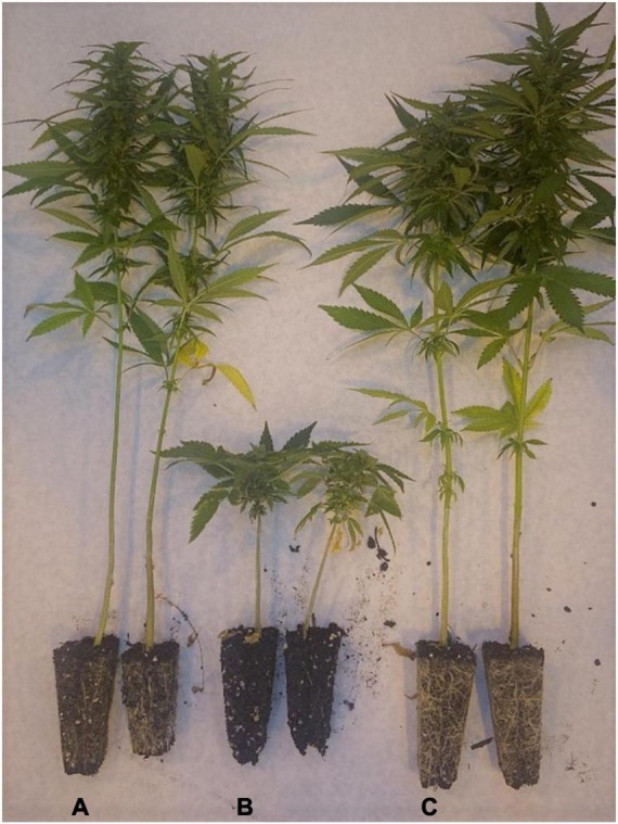 Photoperiod-insensitive C. sativa grown under long days (16L:8D) and photographed 85 days after planting. Representative female plants of panel (A) ‘Picolo,’ (B) ‘Le Crème’ (Autoflower1/Autoflower1), and (C) ‘Le Crème’ (Autoflower1/Autoflower1) × ‘Picolo’ F1. Receptive white pistils were present at the apex of plants in panels (A,C) at 85 days after planting, but only brown desiccated pistils were present on plants in panel (B).