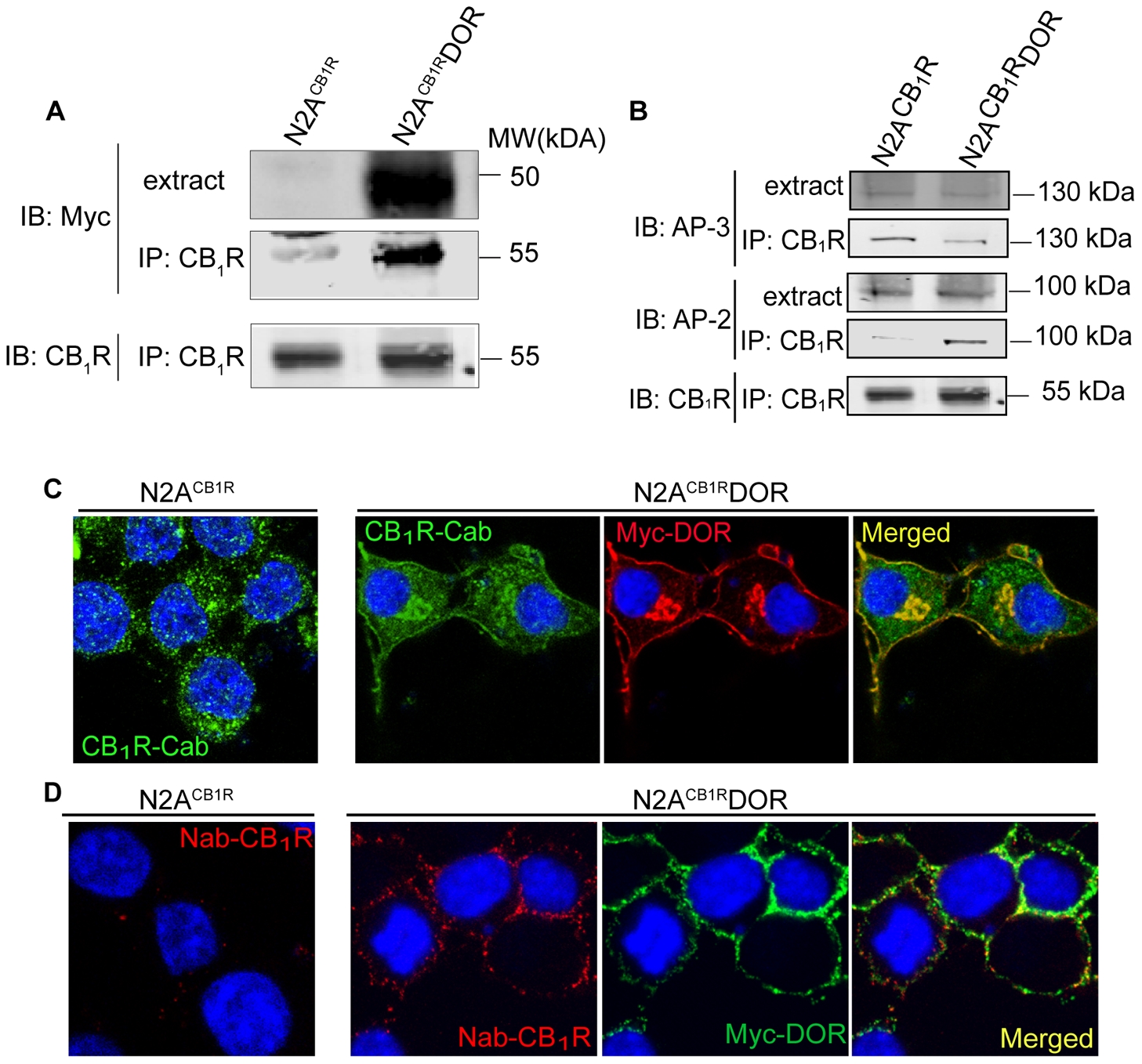 Association between CB1R and DOR alters CB1R localization. A, Lysates (100–200 µg) from N2ACB1R and N2ACB1RDOR cells were subjected to immunoprecipitation with 1 µg of anti-CB1R (C-terminal) antibody, the immunoprecipitates were resolved on 10% SDS-PAGE and probed for the presence of myc-DOR using mouse monoclonal anti-myc antibody (1∶1000) and for CB1R using rabbit polyclonal anti-CB1R (C-terminal) antibody (1∶500) as described in Methods. IRDye 680 anti-rabbit and IRDye 800 anti-mouse were used as secondary antibodies (1∶10,000). Representative of 3 independent experiments shown. B, CB1R-DOR complexes exhibit greater interaction with AP-2 than AP-3. Lysates (100–200 µg) from N2ACB1R and N2ACB1RDOR cells were subjected to immunoprecipitation using 1 µg of an anti-CB1R (C-terminal) antibody as described in Methods. The immunoprecipitates were resolved on 10% SDS-PAGE and probed for the presence of AP-3 (1∶1000), AP-2 (1∶1000) and CB1R (C-term) (1∶500) using specific antibodies as described in Methods. IRDye 680 anti-rabbit and IRDye 800 anti-mouse were used as secondary antibodies (1∶10,000). Representative of 3 independent experiments shown. C, Localization of endogenous CB1R in N2ACB1R and of CB1R and DOR in N2ACB1RDOR cells. Cells fixed with 4%PFA in PBS and permeablized with 0.1% Triton, were stained with the rabbit polyclonal anti-CB1R (C-terminal) antibody (1∶500; green) and the mouse monoclonal anti-myc antibody (1∶1000; red) and visualized using Alexa 488-coupled anti-rabbit or Alexa 594-coupled anti-mouse secondary antibodies (1∶1000) using confocal microscopy as described in Methods. Representative of 3 independent experiments shown. D, Cell surface staining of endogenous CB1R and stably expressed DOR in N2ACB1RDOR cells. N2ACB1R and N2ACB1RDOR cells were stained with a goat polyclonal anti-CB1R (N-terminal) antibody (1∶500) and mouse monoclonal anti-myc antibodies (1∶1000) prior to fixation of the cells to label cell surface receptors, as described [28]. After fixation, cells were visualized with Alexa 594-coupled anti-goat and Alexa 488-coupled anti-mouse secondary antibodies (1∶1,000) using confocal microscopy as described in Methods. Representative of 3 independent experiments shown.